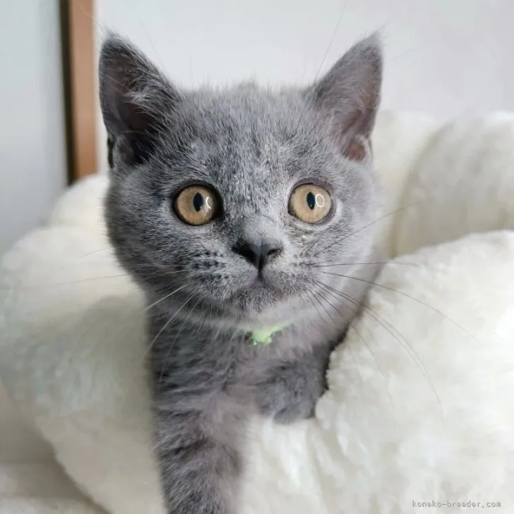 ID:2306-01742の子猫