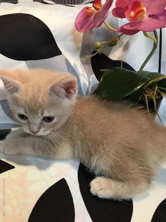 ID：1707-00153の子猫