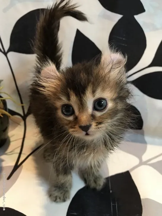 ID:1707-00236の子猫