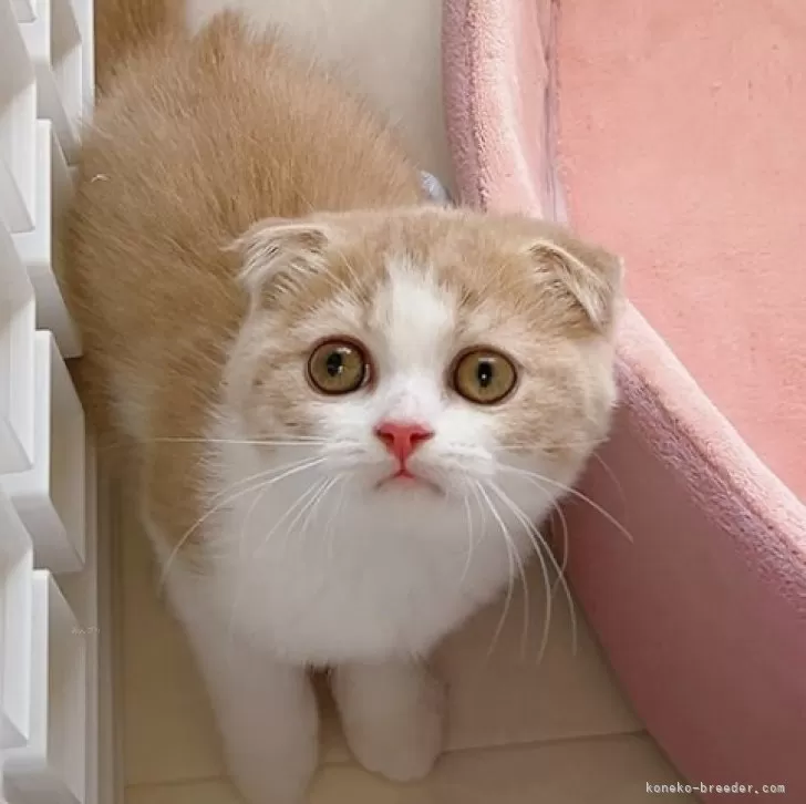 ID：2406-01602の子猫