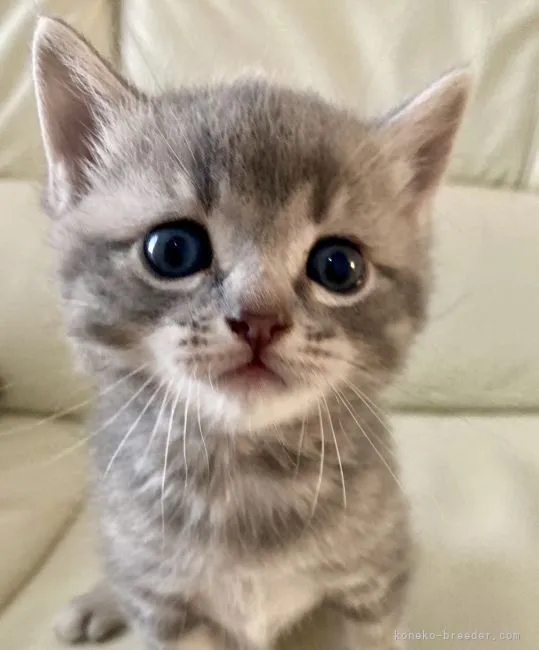 ID：2109-02336の子猫