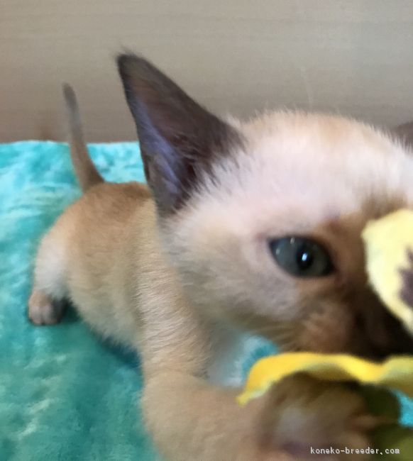 ID:1801-00704の子猫