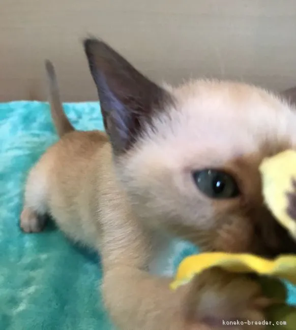 アビー 様のお迎えした子猫