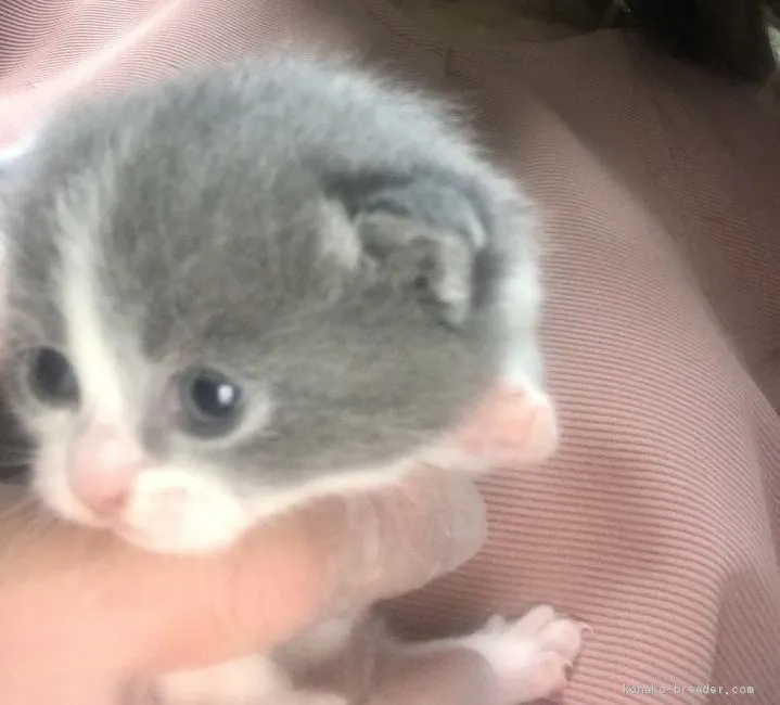 ID：2009-01991の子猫