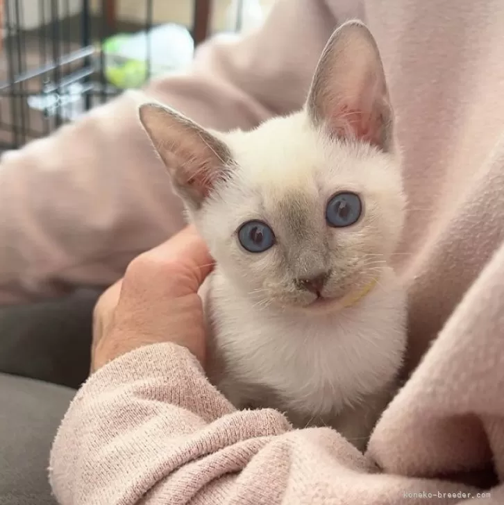 ID：2410-02856の子猫