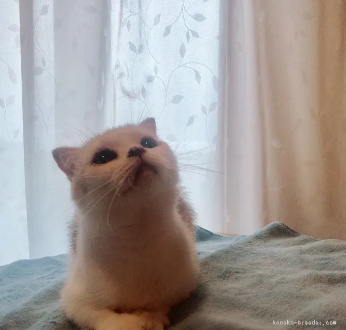 ID:1809-00189の子猫