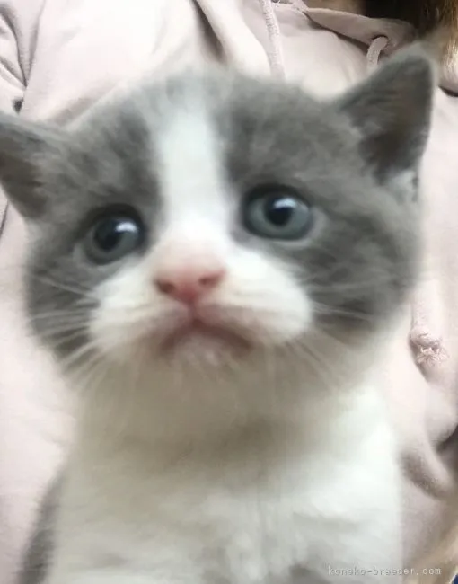 ID：2109-00993の子猫