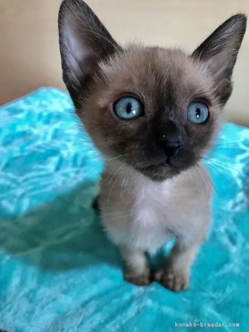 トンくん 様のお迎えした子猫