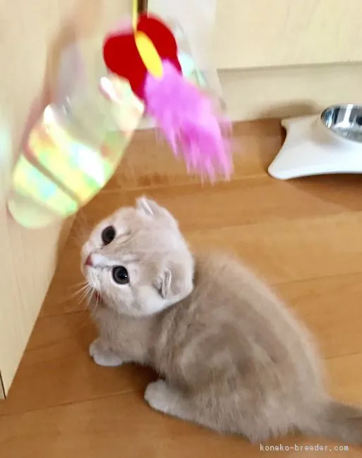 ID:1802-00170の子猫