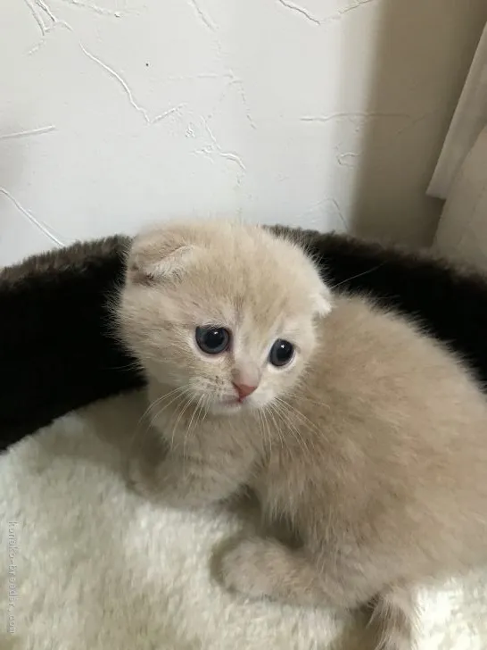 ID:1712-00780の子猫