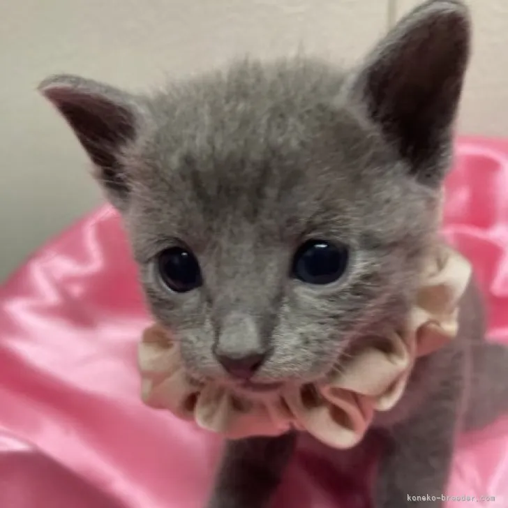 ID：2304-01313の子猫