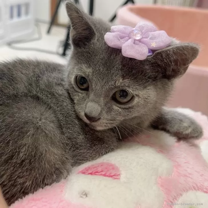 ID：2405-03430の子猫