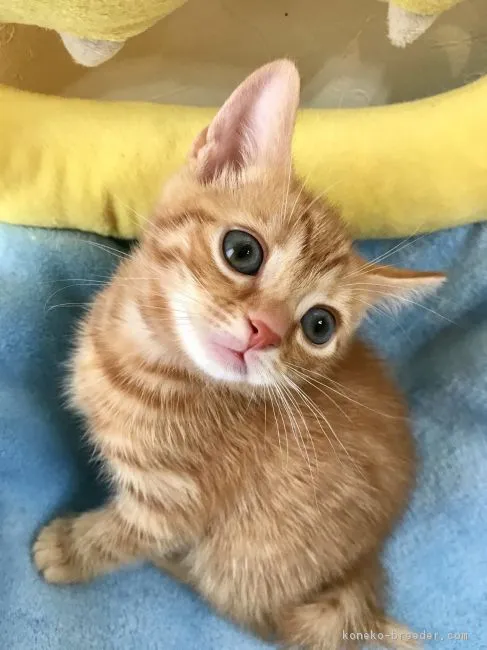 ID：1807-01480の子猫