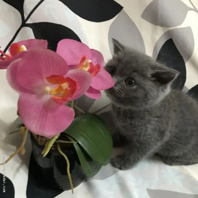 ID：1704-00544の子猫