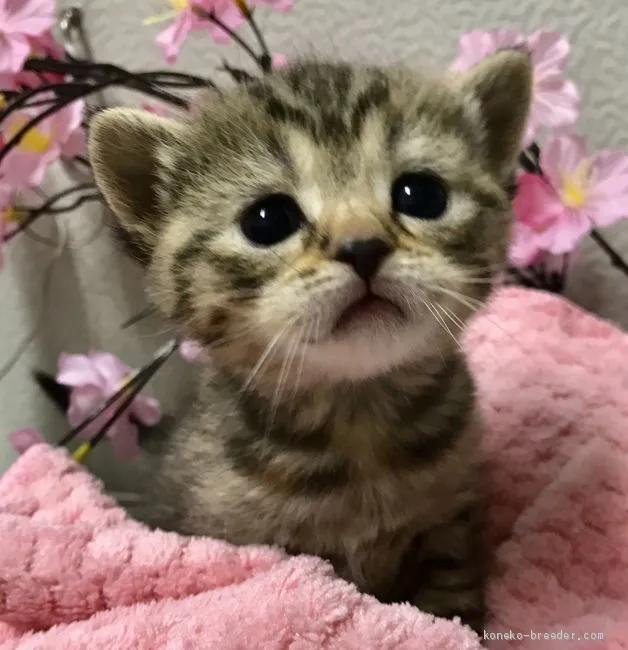 ID:2103-01243の子猫