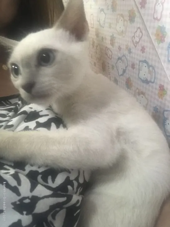 ID:1808-00698の子猫