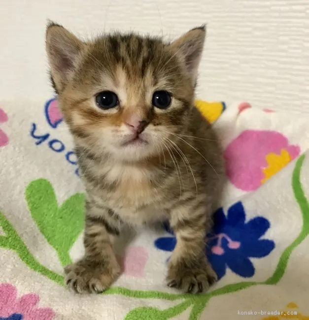 ID：1907-01194の子猫