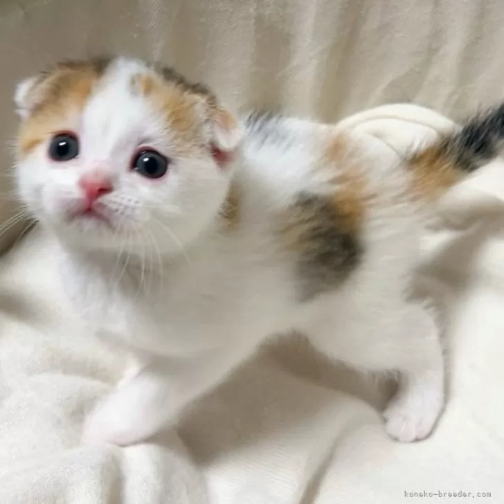 ID:2405-03446の子猫