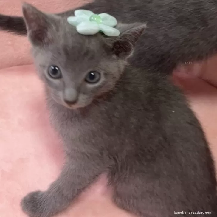 ID：2406-00781の子猫