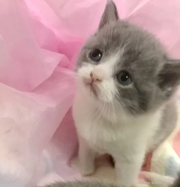 さとう 様のお迎えした子猫