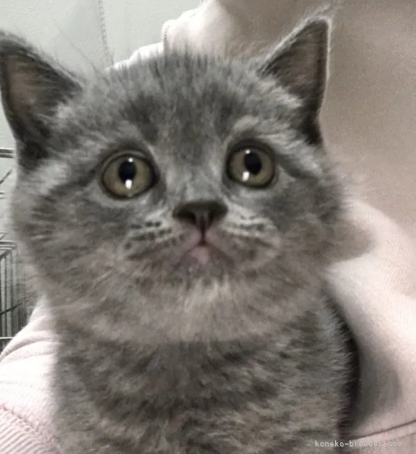 ID：2104-01319の子猫