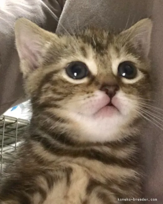 ID:2103-01429の子猫