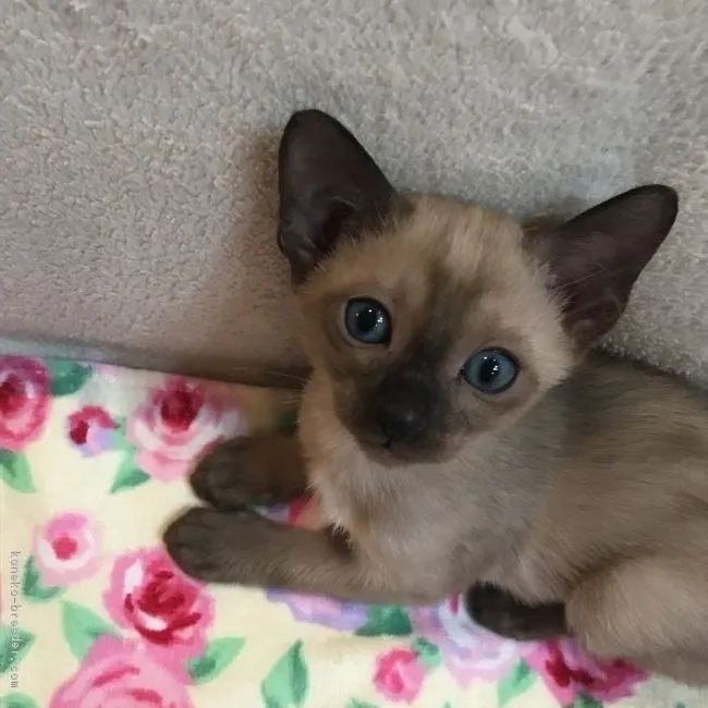 チャロママ 様のお迎えした子猫