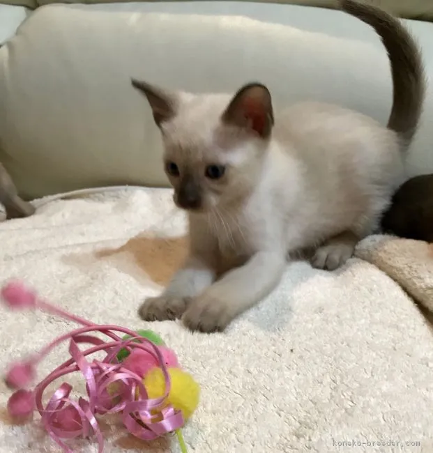 ID:1807-00168の子猫