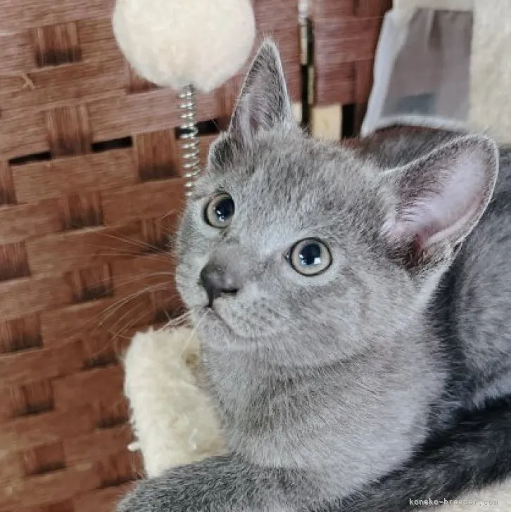ID:2304-02472の子猫
