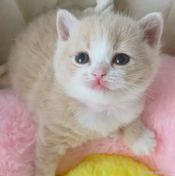 ID：2405-02372の子猫