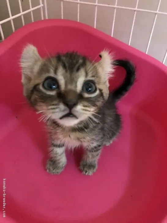 ID:1709-00091の子猫