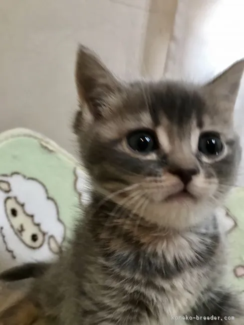 ID：1901-00602の子猫