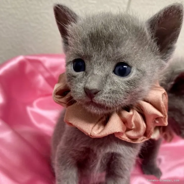 ID：2304-01311の子猫