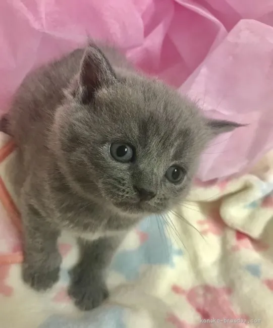 まえ 様のお迎えした子猫