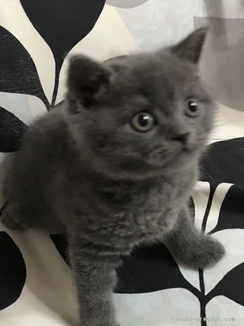 ID:1704-00568の子猫