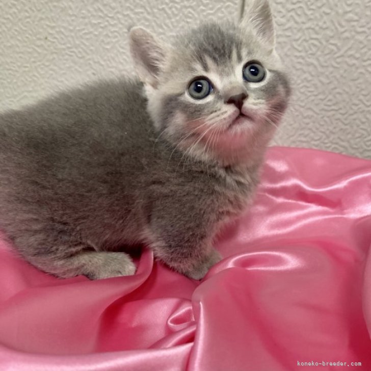 cat_img_1_db3493457cf1.jpg
