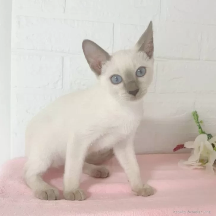 ID:2406-03684の子猫