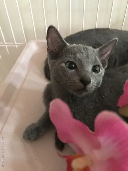 ID:1706-01211の子猫