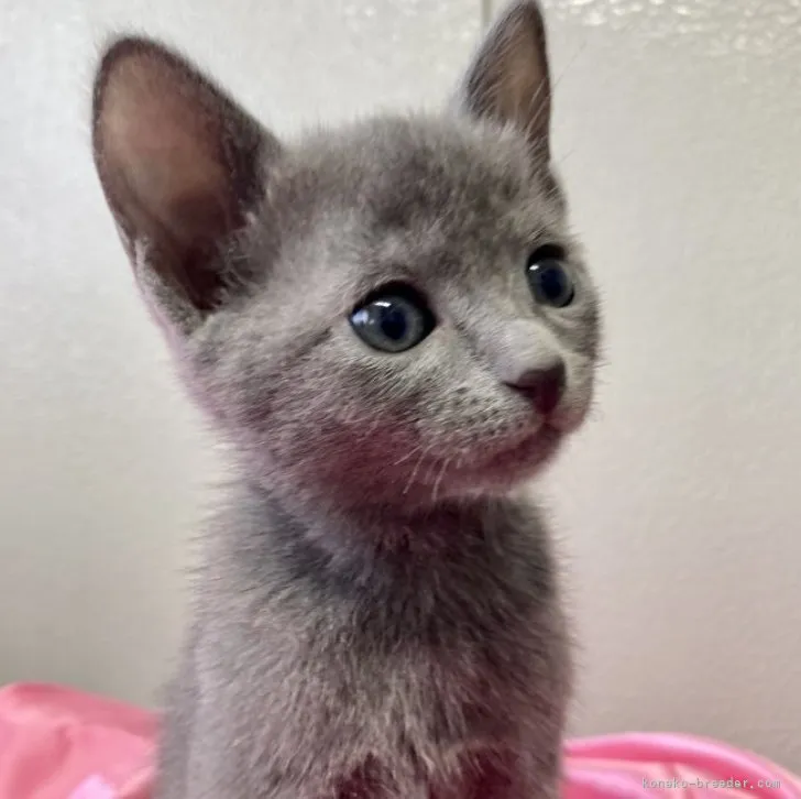 スターライン 様のお迎えした子猫