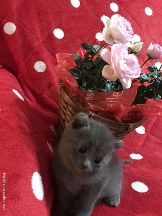 高島　しほ 様のお迎えした子猫