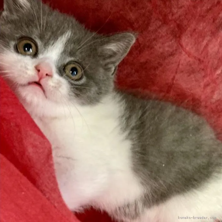 ID：2206-01741の子猫