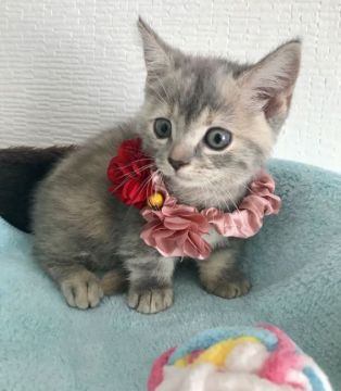 マンチカン×アメリカンカール【群馬県・女の子・2019年7月13日・ブルーパッチドタビー】の写真「遊びたで可愛い短足な女の子✨」