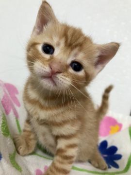 マンチカン×ブリティッシュショートヘア【群馬県・男の子・2019年6月12日・レッドタビー】の写真「毛色.毛艶の良い可愛い男の子✨」