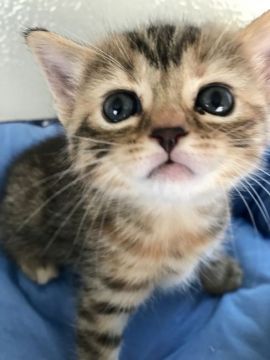 ブリティッシュミックスちゃん【群馬県・女の子・2021年8月28日・ブラウンタビー】の写真「お目々の大きな可愛い女の子✨」