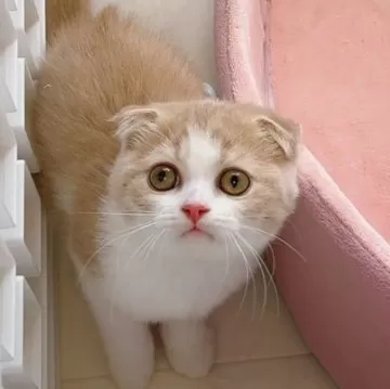 Amazon.co.jp: KEIREI 敬礼 猫 全5種フルコンプセット みけ猫
