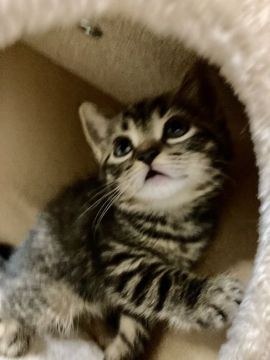 マンチカンブリティッシュちゃん【群馬県・女の子・2022年3月11日・ブラウンタビー】の写真「お目めの可愛い女の子💕」