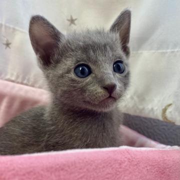 ロシアンミックスくん【群馬県・男の子・2022年10月4日・ブルー】の写真「お目めの可愛らしい甘えたな男の子✨感謝価格」