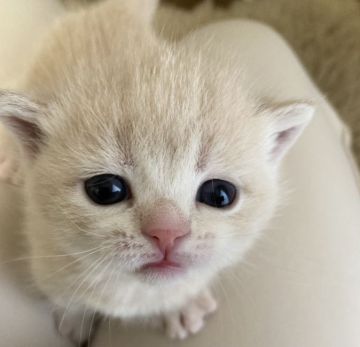 ブリティッシュミックスちゃん【群馬県・女の子・2022年3月1日・クリームタビー】の写真「可愛らしいお顔の足短ちゃん💕」