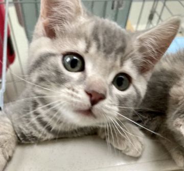 アメリカンカールミックスくん【群馬県・男の子・2022年4月5日・ブルータビー】の写真「人懐っこくて遊びたな可愛い男の子✨感謝価格」