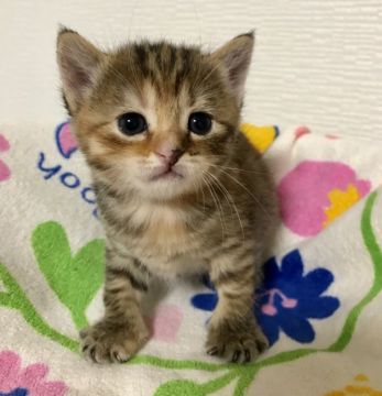 マンチカン×ブリティッシュショートヘア【群馬県・女の子・2019年6月12日・ブラウンタビー】の写真「まん丸なお顔とお目めの可愛い女の子✨」